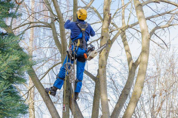 Best Tree Preservation Services  in Tracy, CA