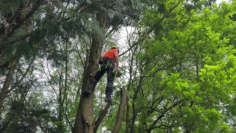 Best Hedge Trimming  in Tracy, CA