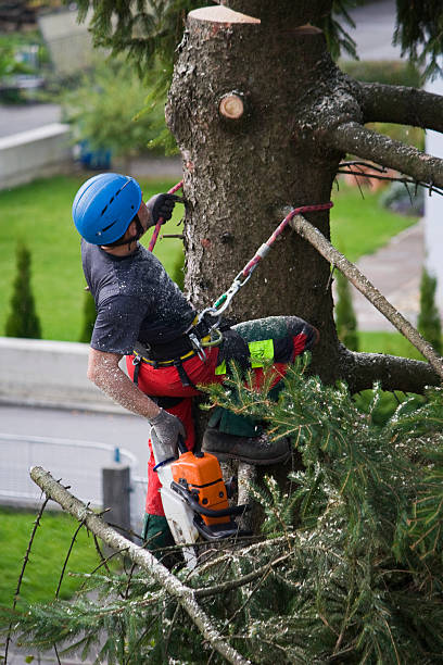 How Our Tree Care Process Works  in  Tracy, CA